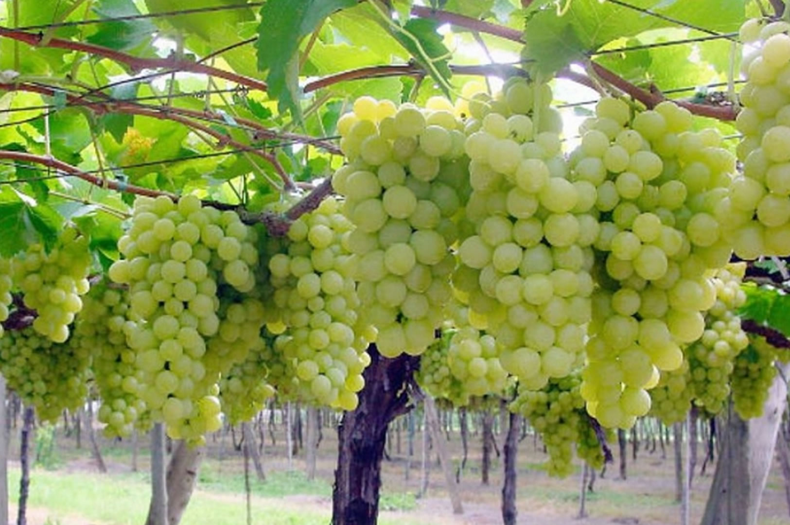 Как сорт винограда влияет на вкус вина | витамин-п-байкальский.рф