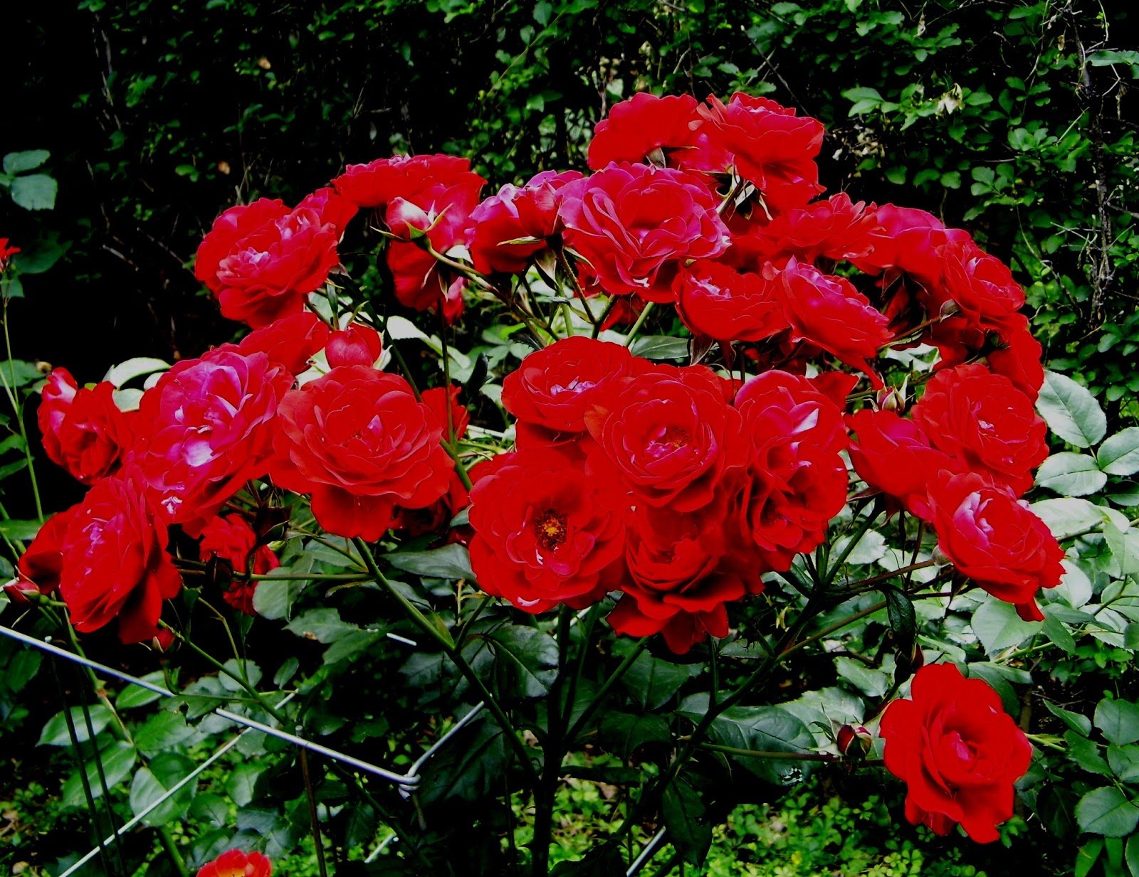 Роза флорибунда Европеана