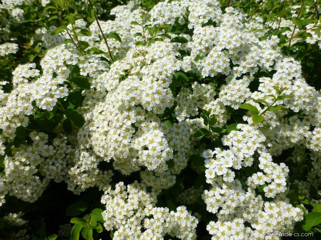 Спирея ниппонская описание. Спирея ниппонская Spiraea nipponica. Спирея ниппонская Сноумаунд. Спирея залварос Сильвер. Спирея ниппонская Халвард Сильвер.