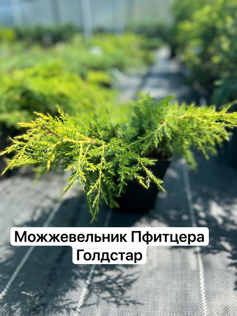 Садовый центр свеженика. Свеженика Алеканово садовый центр. Садовый центр свеженика Полевая ул 34б село Алеканово фото.